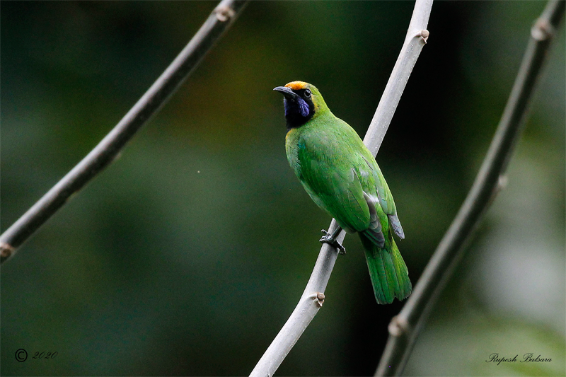 Golden-fronted Leafbird
